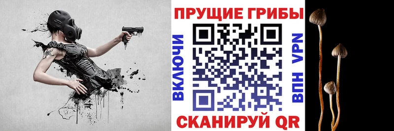 магазин продажи наркотиков  Татарск  Псилоцибиновые грибы мицелий 